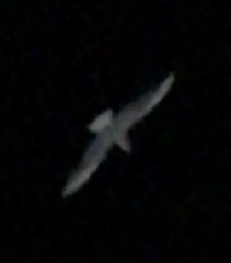 Chroicocephalus ridibundus