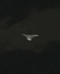 Chroicocephalus ridibundus