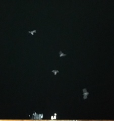 Chroicocephalus ridibundus