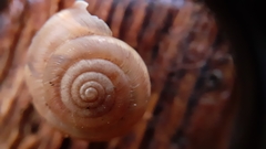 Trochulus striolatus