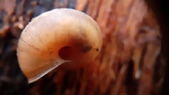 Trochulus striolatus