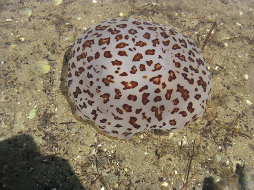 photo of Spotted Jelly (Desmonema gaudichaudi)