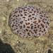 photo of Spotted Jelly (Desmonema gaudichaudi)