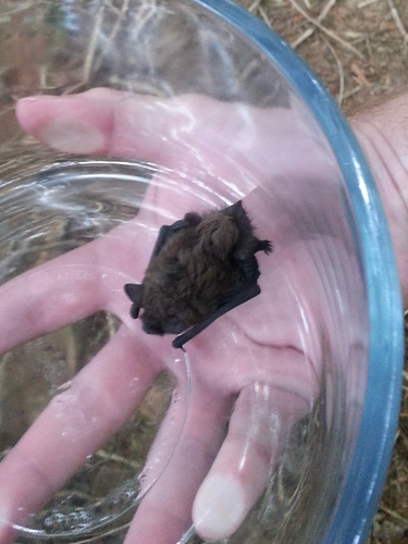 Little Brown Bat photographed in Oregon