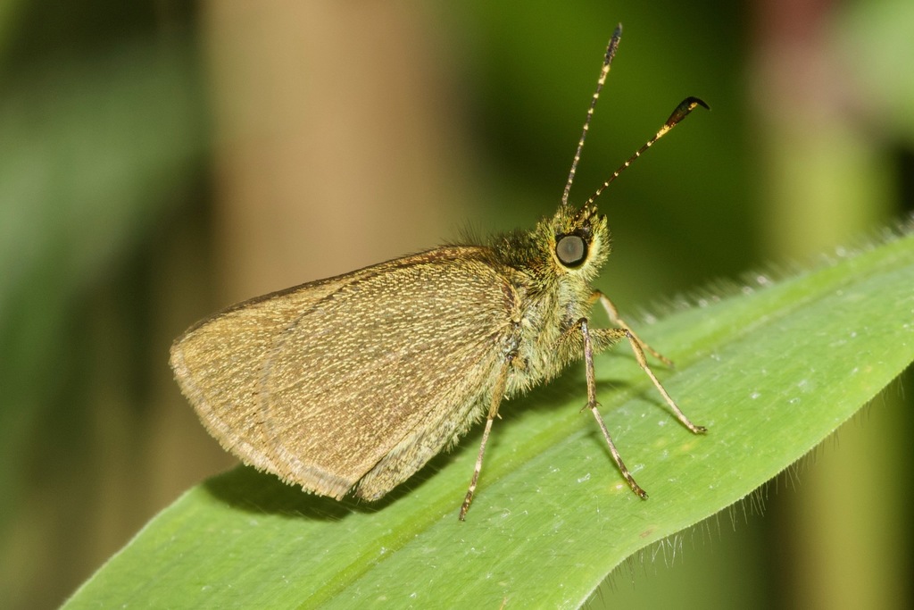 Mnasitheus spangla