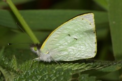 Leptophobia eleone