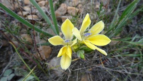 Short Bobbejaantjie (Babiana patula)