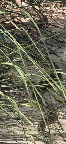 Coastal Carpet Python sighting