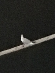 Chroicocephalus ridibundus