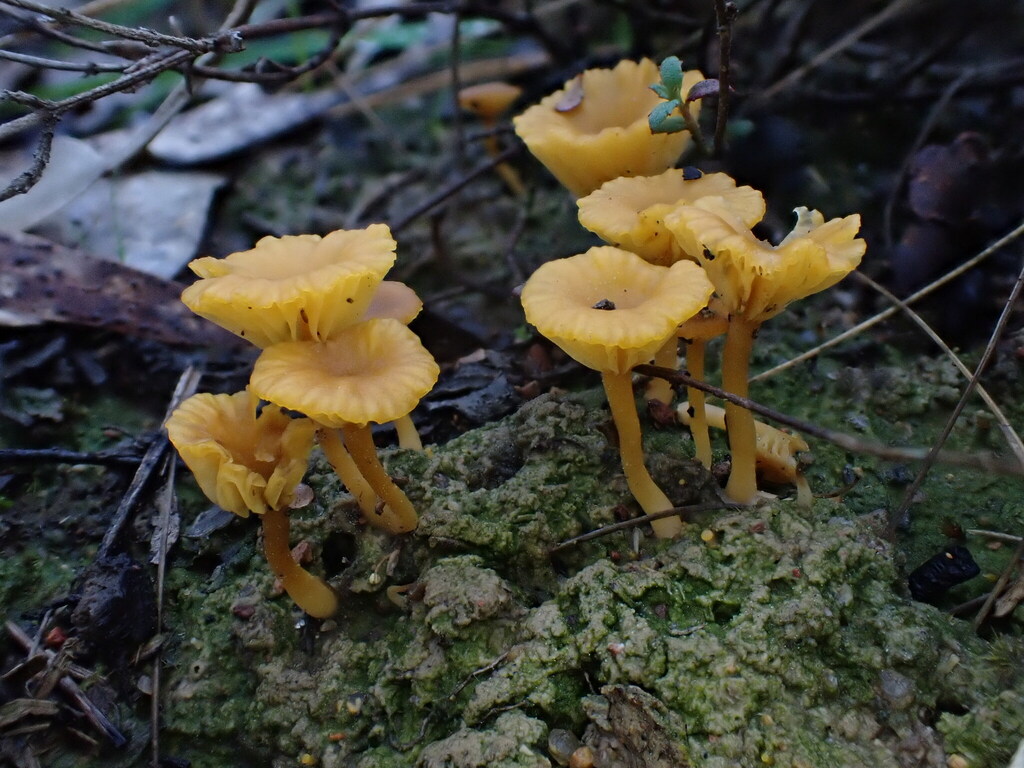 Lichenomphalia chromacea · September 2025 · photo: © oqt (iNaturalist, cc-by)