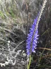 Micranthus filifolius
