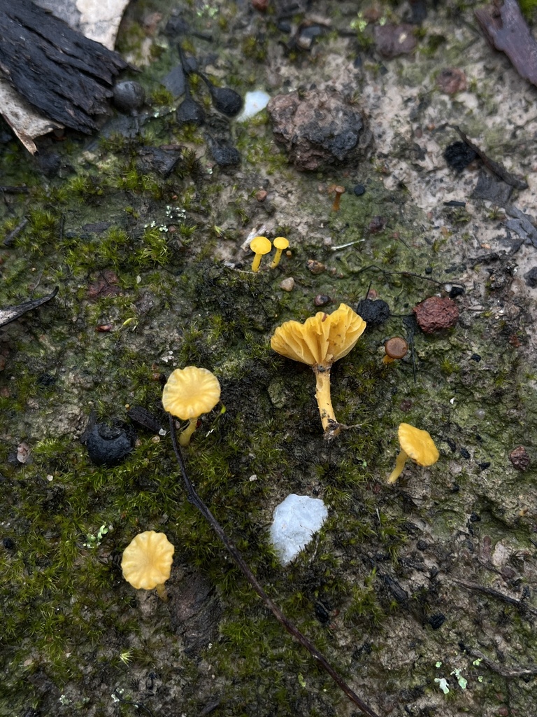 Lichenomphalia chromacea · September 2025 · photo: © oqt (iNaturalist, cc-by)