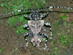 Plistonax signatifrons