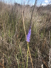 Micranthus filifolius