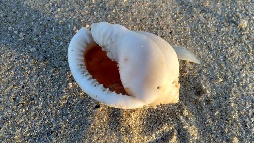 Semicassis saburon