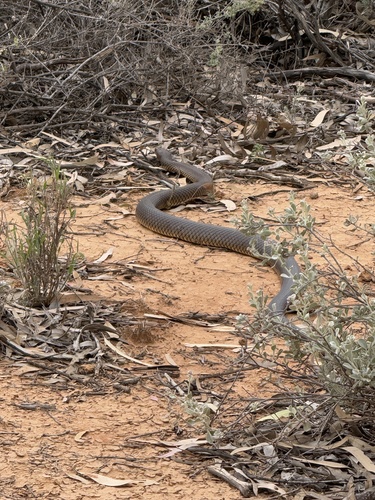 Mulga Snake sighting