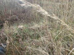 Sorghastrum