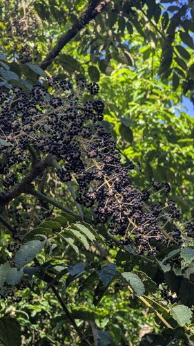 Aralia decaisneana (Aralia decaisneana)