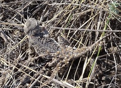 Phrynocephalus helioscopus