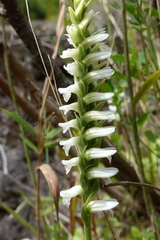 Spiranthes incurva
