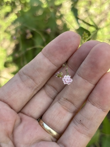Slender spiderling (Boerhavia triquetra)