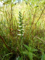 Spiranthes incurva