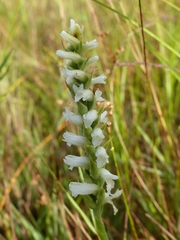 Spiranthes incurva
