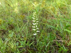 Spiranthes incurva