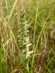 Spiranthes incurva
