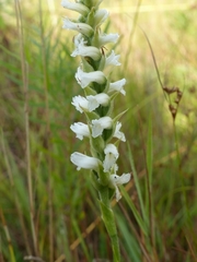 Spiranthes incurva