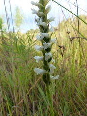 Spiranthes incurva