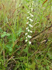 Spiranthes incurva