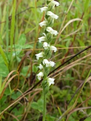 Spiranthes incurva