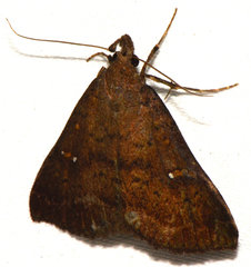 Hypenula cacuminalis