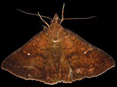 Hypenula cacuminalis