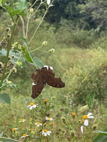Chocolate Pansy