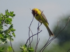 Emberiza bruniceps