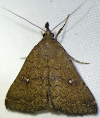 Hypenula cacuminalis
