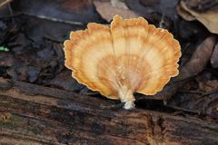 Flabellophora
