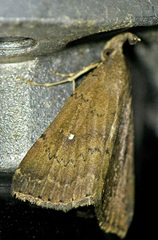 Hypenula cacuminalis