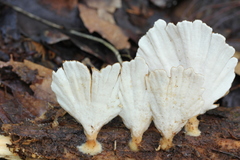 Flabellophora