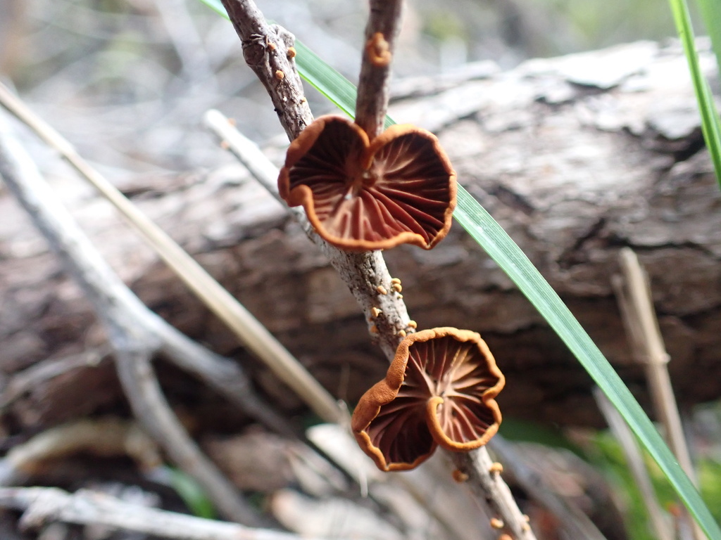 Anthracophyllum archeri · October 2025 · photo: © mark-1955 (iNaturalist, cc-by)