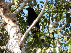 Corvus leucognaphalus