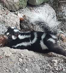 Spilogale angustifrons