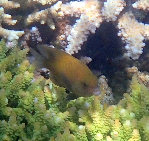 Biglip damsel (Cheiloprion labiatus) — Pomacentridae — 4