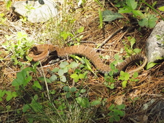 Crotalus willardi