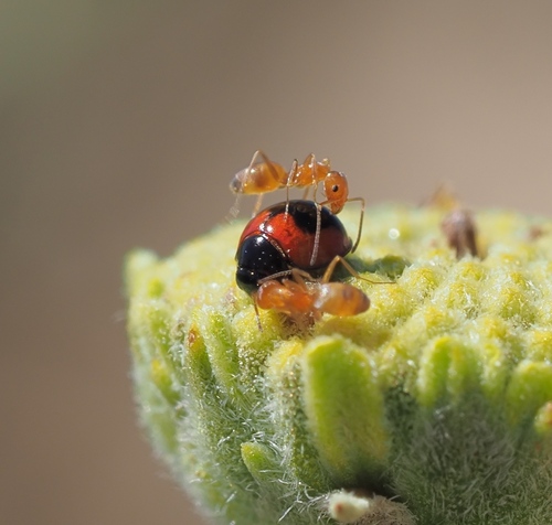 Exochomus subrotundus photo 3