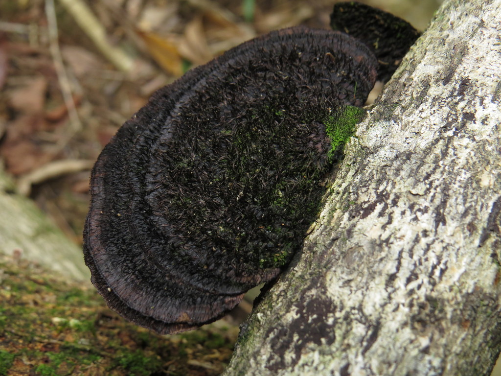Hexagonia hydnoides · April 2015 · photo: © diogoluiz (iNaturalist, cc-by)