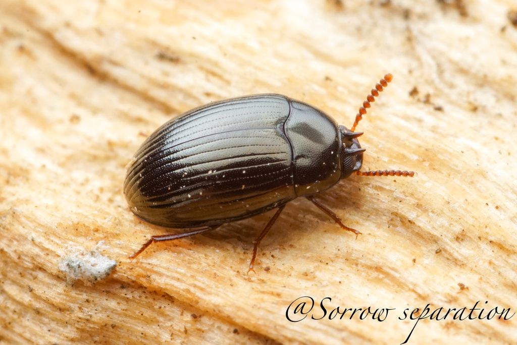 Platydema marseuli