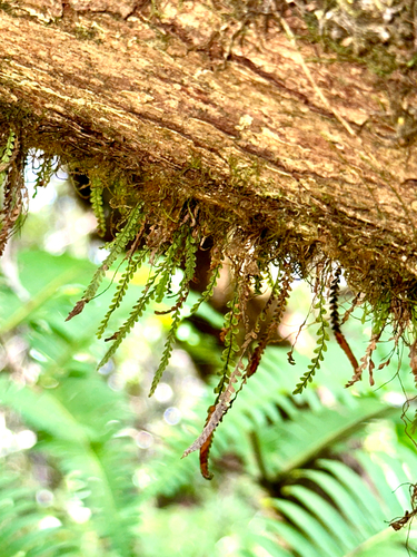 kihe (Stenogrammitis saffordii)